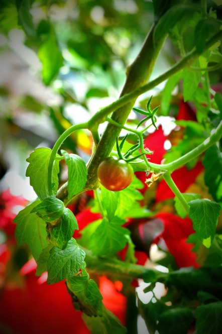 The first black cherry tomato starting to take on a rusty orange tone.