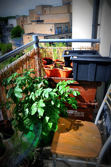 The corner of neglect. Luckily there's not a lot to be done with the potatoes we planted in Feb after cleaning out the failed bag from last year. They shot up very quickly and we managed to do the covering up with soil thing as they grew. Also in shot, some ugly brown storage containers and one of the balcony chairs that could really do with a facelift. A project for the coming months I think.