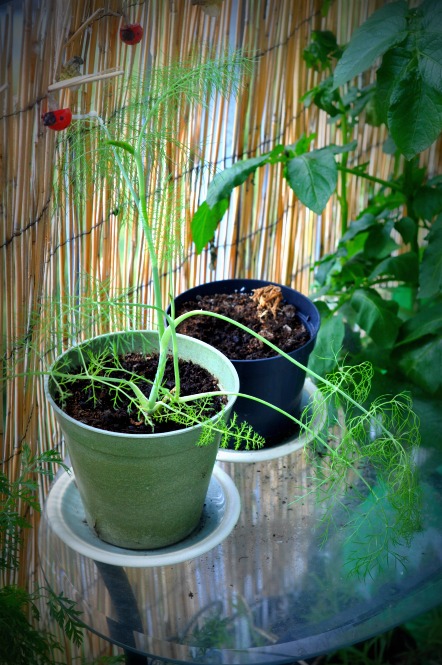 The folks have several giant fennel bushes in their garden wilderness and because they spread ridiculously they gave me a couple that seemed to have died, but one has valiantly come back. (The other, alas, remains quite dead).