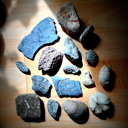 Bonus! Recently found a collection of fossils I had when I was little.  Seems a shame to have them tucked away in a box. Looking for ideas how to display them nicely...