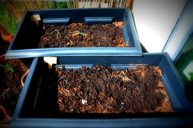 The Swiss chards we planted in one of these troughs all died when they went outside so decided to space the onions out a bit better. Looking a bit weedy though, think it was a bit cold and stormy when they went outside a month ago and this past week have had too much sun and not enough water. Oops!