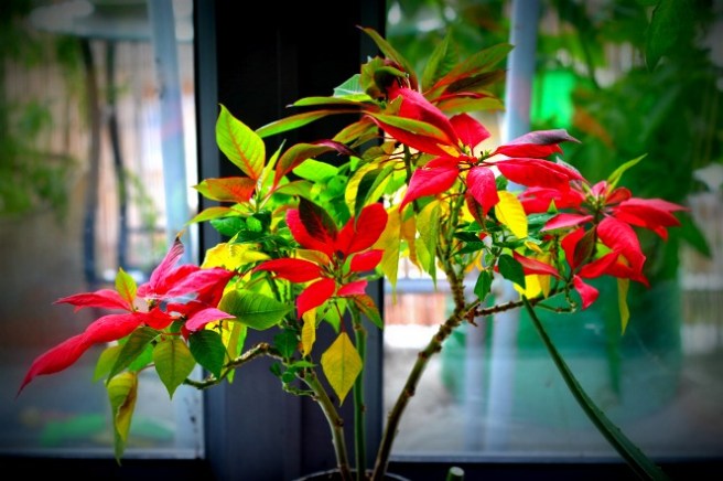 Our rescue poinsettia looking very beautiful with its red leaves
