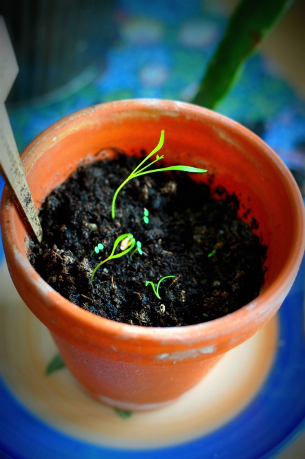 At last! The first batch of Alpine strawberries didn't grow at all. Planted some more in this little pot and nothing happened for weeks and weeks so popped exactly 3 more seeds in and now bam we have 7!